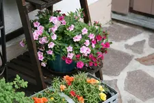 Einjährige     2521.webp