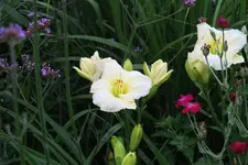 Taglilie0320.webp
