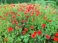 DSCF4827 (2).webp