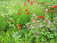 DSCF4828 (2).webp