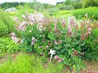 DSCF4833 (2).webp