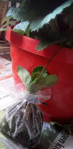 Erdbeervermehrung 2.jpg Erdbeervermehrung 2.jpg