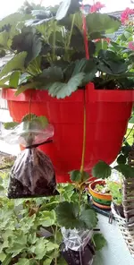 Erdbeervermehrung 3.jpg Erdbeervermehrung 3.jpg