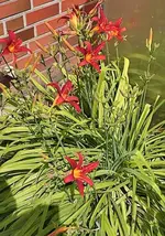 Taglilien rot.webp