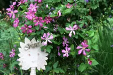 Cl.vit.Margot Koster0117.webp