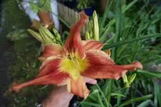 DSC00053.webp