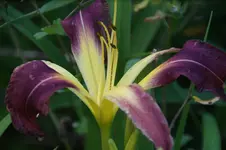 DSC00085.webp