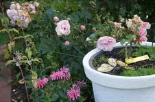 DSC00080.webp