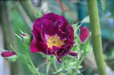 DSC00087.webp