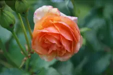 DSC00088.webp