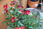 DSC00090.JPG