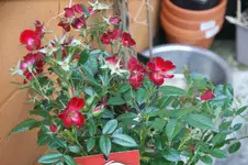 DSC00090.webp