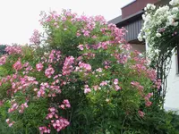 DSCF4846.webp