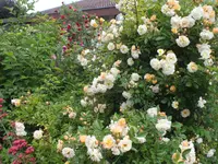DSCF4842.webp