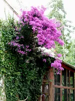 P1000904(2).webp