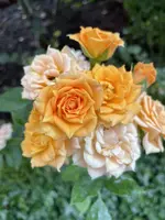D254D102-737E-45B7-87BB-08D3CB8D81ED_1_201_a.webp