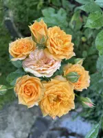 FE6231C3-EF0C-4176-95BD-7C2AF509B7A5_1_201_a.webp