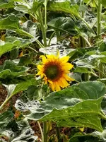 IMG_20210703_161633.webp