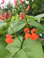 Prunkbohne1.webp