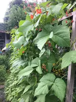 Prunkbohne.webp