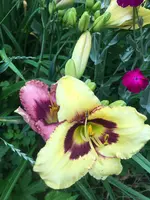 Taglilie3.webp