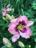 Taglilie2.webp