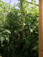 Tomatenwald1.webp