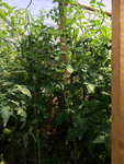 Tomatenwald1.JPG
