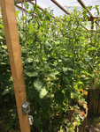 Tomatenwald.JPG