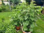 Physalis 1.jpg
