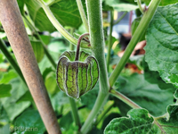 Physalis 2.webp
