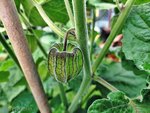 Physalis 2.jpg