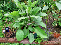 Aubergine 1.webp