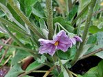 Aubergine 2.jpg