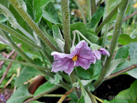 Aubergine 2.webp