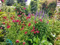 Bienenstauden 3.webp