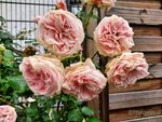 Rose Giardina 2.jpg