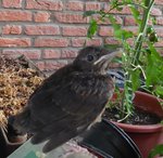 P1040570 - Kopie.JPG