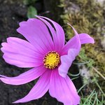 IMG_8809.JPG