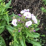 IMG_8819.JPG