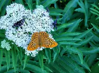 IMG_20210706_160407.webp