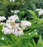 IMG_20210704_163027.webp