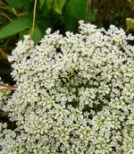 IMG_20210704_160812.webp