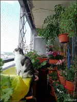 c052.webp