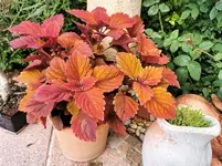 IMG_20210703_172736.webp