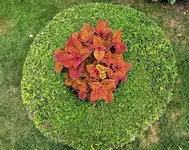 IMG_20210703_173018.webp
