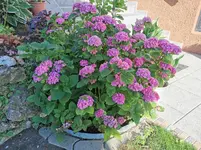 IMG_20210706_075637.webp