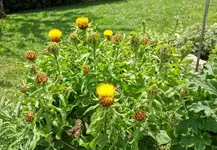 IMG_20210707_123802.webp
