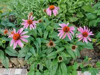 IMG_20210707_192352.webp
