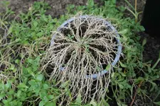 Blaukissen 2.webp